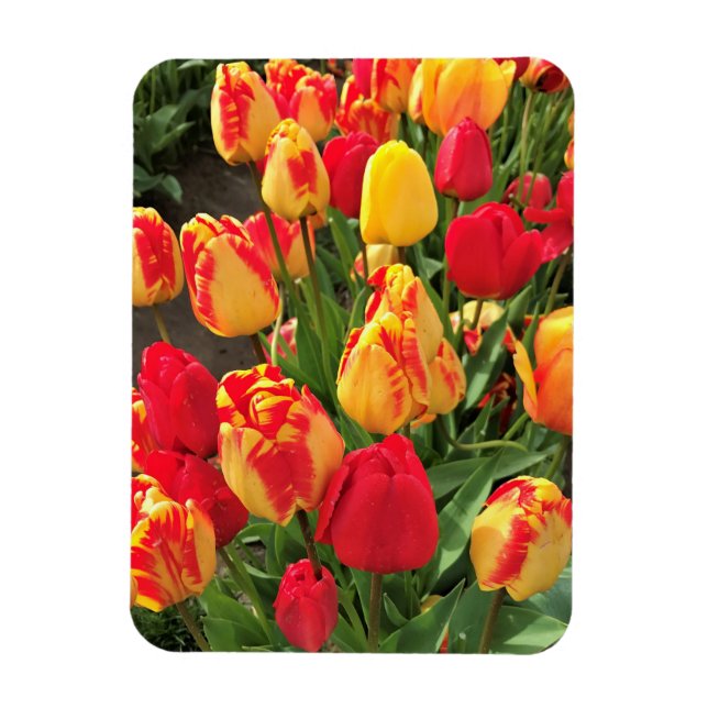 Íman Tulipas Amarelas e Vermelhas (Vertical)