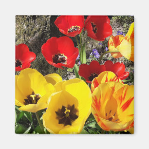 Íman Tulipas Amarelas e Vermelhas