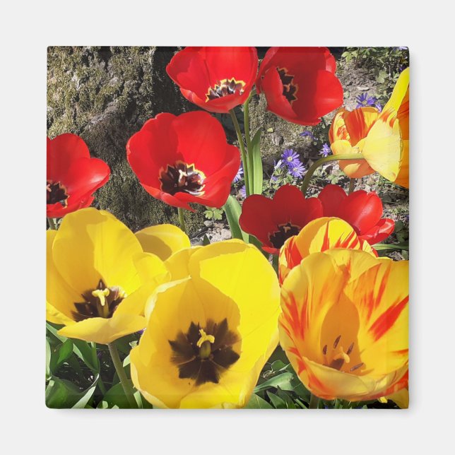 Íman Tulipas Amarelas e Vermelhas Magnet (Frente)