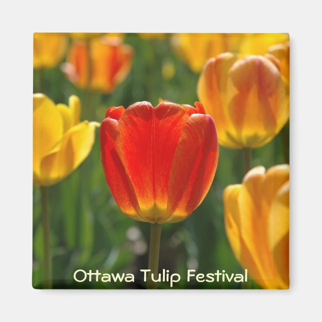 Íman Tulipas Amarelas, Tulipas Laranja (Frente)