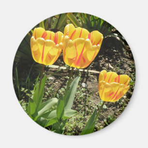 Íman Tulipas ao sol Magnet