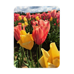 Íman Tulipas bonito de Primavera em campo, Oregon