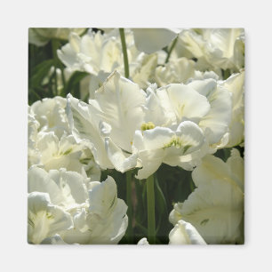 Íman Tulipas brancas