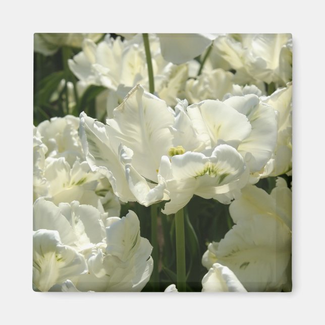 Íman Tulipas brancas (Frente)