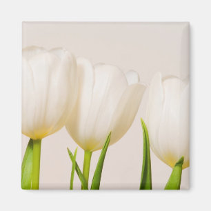 Íman Tulipas brancas contra um fundo branco,