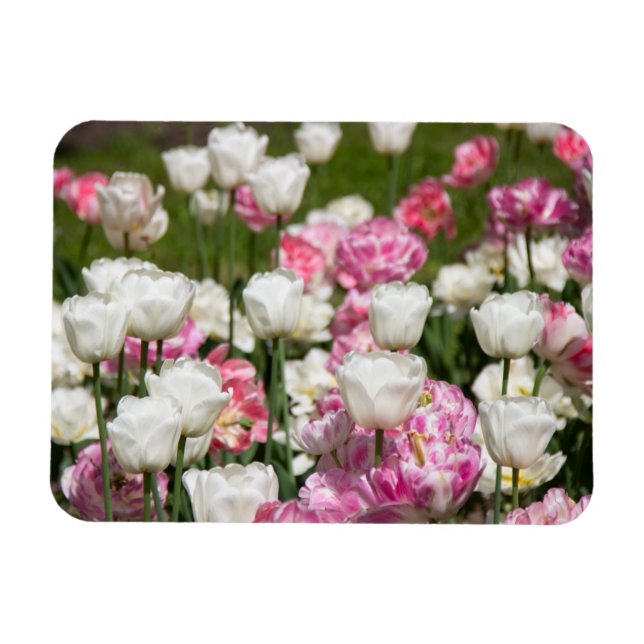 Íman Tulipas brancas e cor-de-rosa brilhantes num dia e (Horizontal)