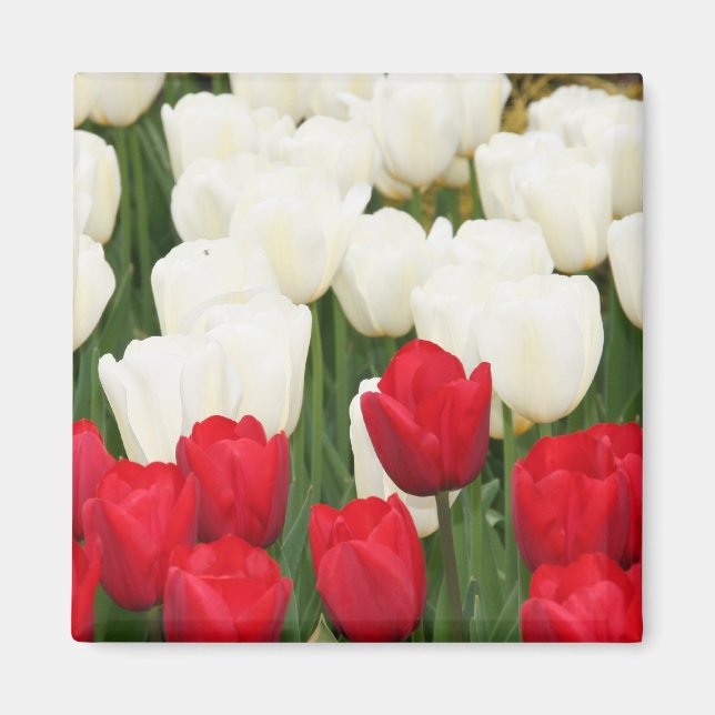 Íman Tulipas brancas e vermelhas (Frente)