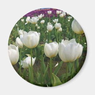 Íman Tulipas brancas em campo, Oregon