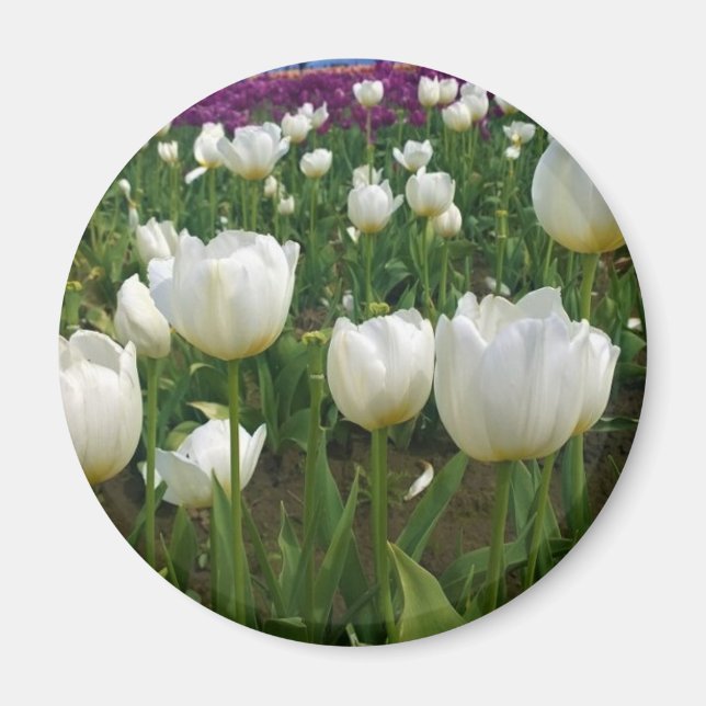 Íman Tulipas brancas em campo, Oregon (Frente)