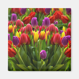 Íman Tulipas Brilhantes