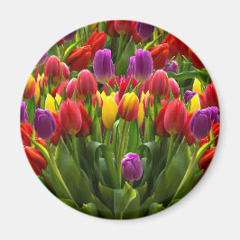 Íman Tulipas Bris