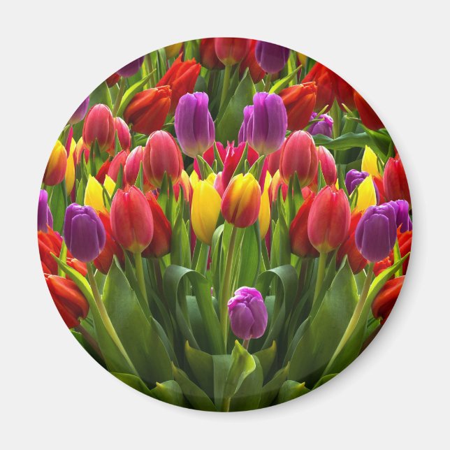 Íman Tulipas Bris (Frente)