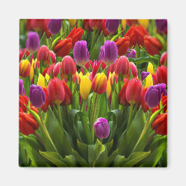 Íman Tulipas Bris