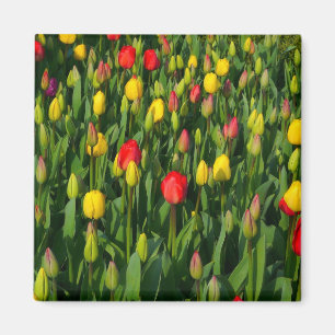Íman Tulipas coloridas