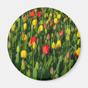 Íman Tulipas coloridas