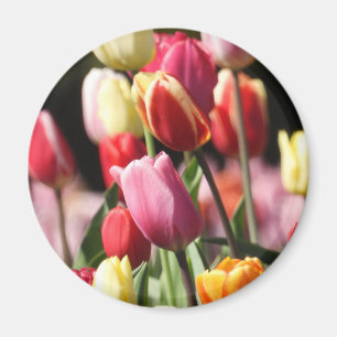 Íman Tulipas coloridas do primavera