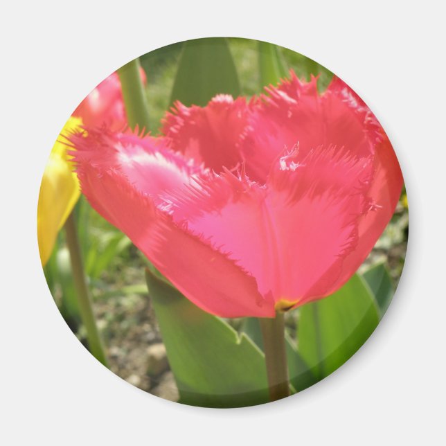Íman Tulipas com bordas (Frente)
