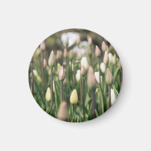 Íman Tulipas começando a florir