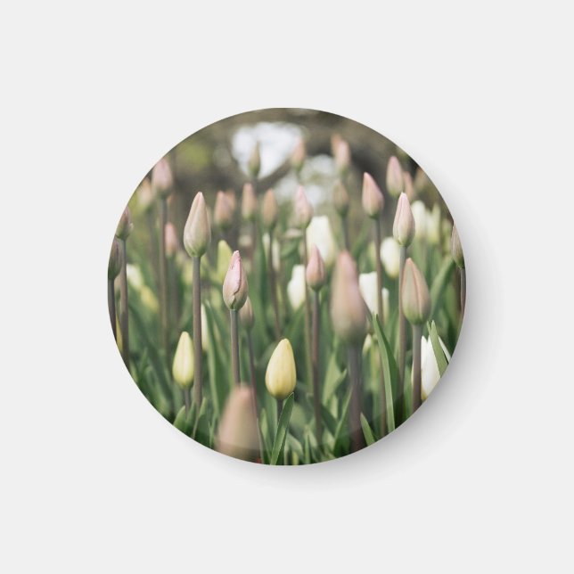 Íman Tulipas começando a florir (Frente)