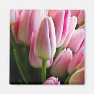 Íman Tulipas cor-de-rosa