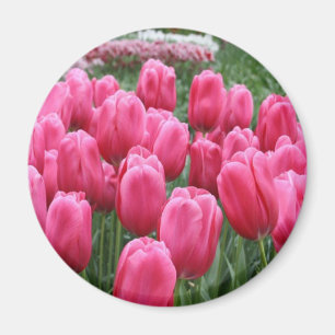 Íman Tulipas cor-de-rosa