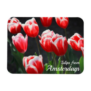 Íman Tulipas de Amsterdã