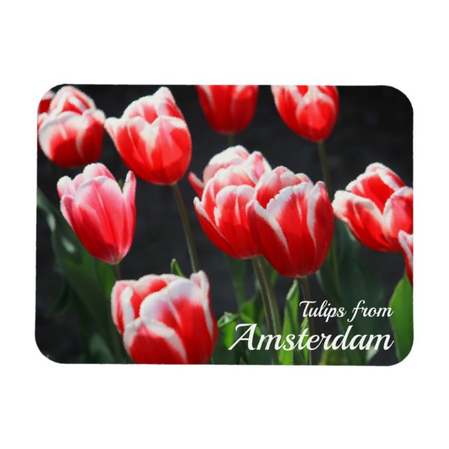 Íman Tulipas de Amsterdã (Horizontal)