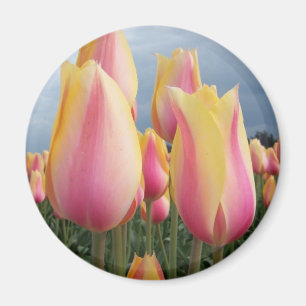 Íman Tulipas de cora da beleza