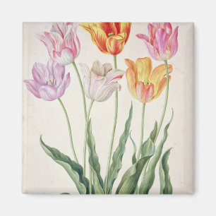 Íman Tulipas, de "do florilégio Nassau" (w/c no pape
