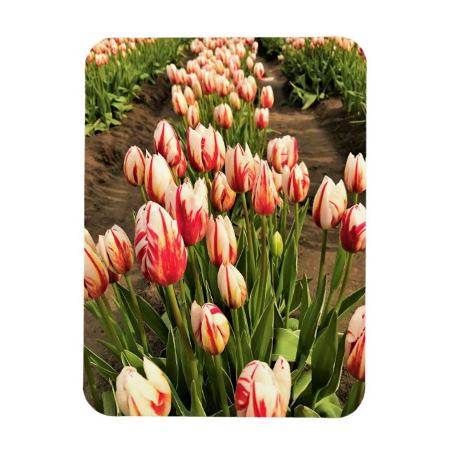 Íman Tulipas de Geração Feliz (Vertical)
