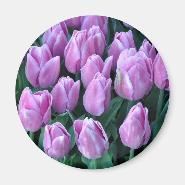 Íman Tulipas de primavera púrpura (Frente)
