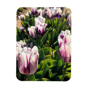 Íman Tulipas de Stripe Branca e Roxa