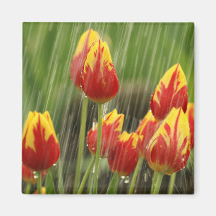 Íman Tulipas do primavera