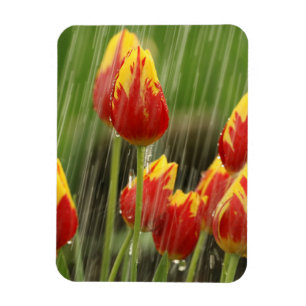 Íman Tulipas do primavera