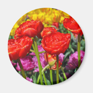 Íman Tulipas dobro vermelhas