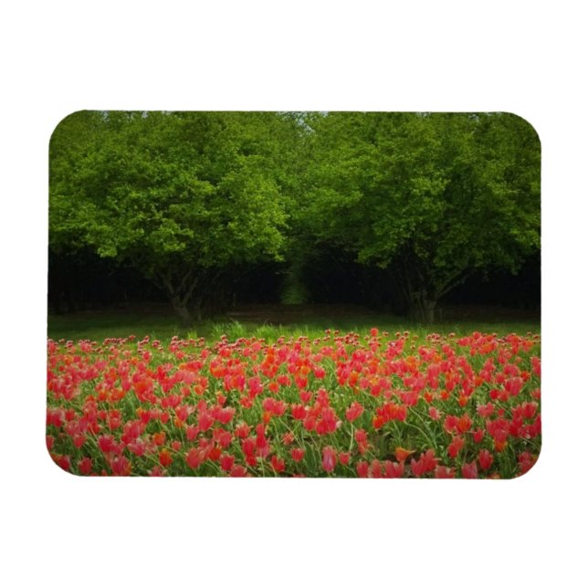 Íman Tulipas e Árvores (Horizontal)