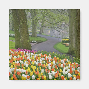 Íman Tulipas e estrada, Jardins Keukenhof, Lisse,