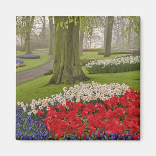 Íman Tulipas e narcisos, Jardins Keukenhof,