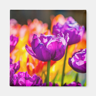 Íman Tulipas Encantando Roxo