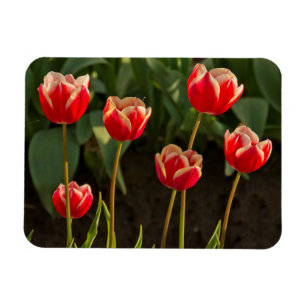 Íman Tulipas, Festival das Tulipas, Woodburn, Oregon, E