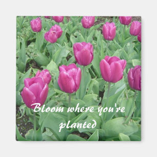 Íman Tulipas - flor onde você é plantado