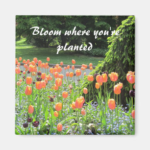 Íman Tulipas - Floresça Onde Você Está Plantado