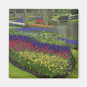 Íman Tulipas, Jacintos de Uva e narcisos,