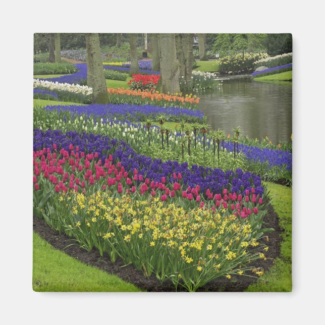 Íman Tulipas, Jacintos de Uva e narcisos, (Frente)