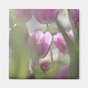 Íman Tulipas, Jardins Keukenhoff, Países Baixos.