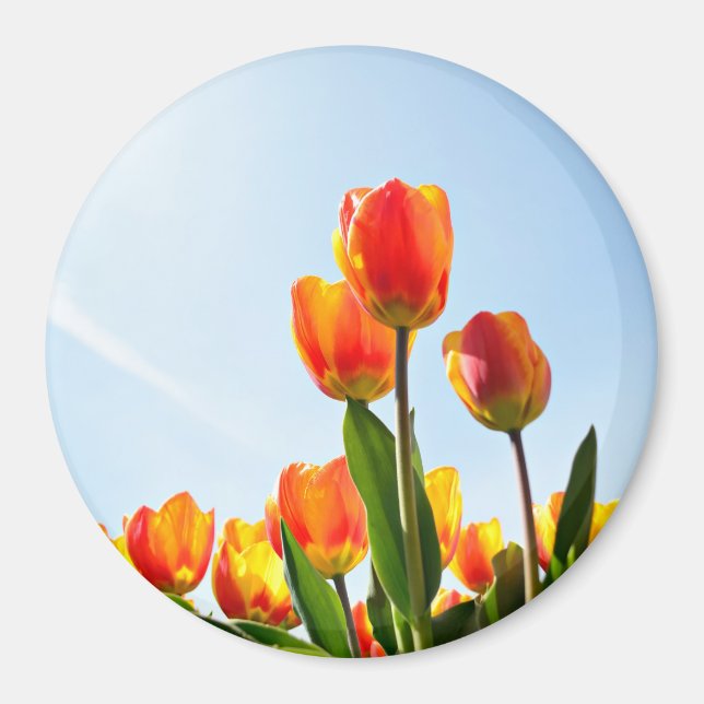 Íman Tulipas laranja e vermelha de baixo (Frente)