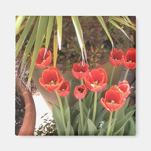 Íman Tulipas Magnet (Frente)