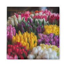 Tulipas Multicoloridas