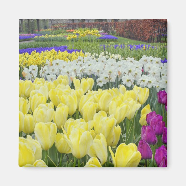Íman Tulipas, narcisos e flores de Jacinto de Uva, (Frente)