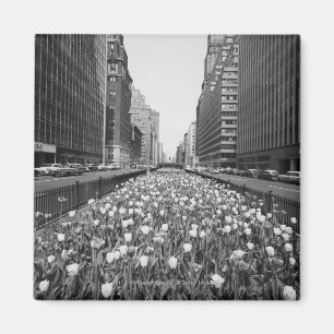 Íman Tulipas no meio da rua da cidade